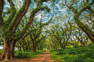 Read more about the article Hutan Djawatan: Pesona Alam Viral di Banyuwangi yang Ajaib